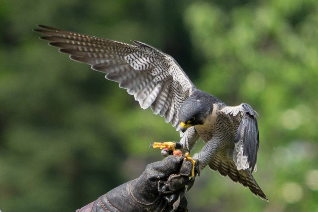 Vogelpark Walsrode Flugshow