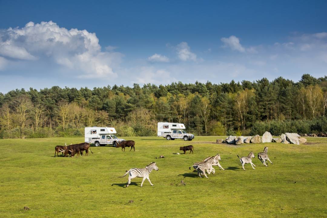 Was Kostet Der Eintritt Im Serengeti-park Hodenhagen www.lueneburger-heide-attraktionen.de
