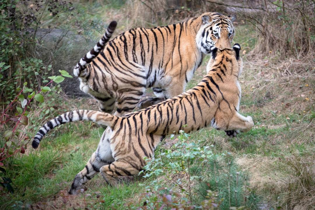 Tiger im Wildpark Lüneburger Heide