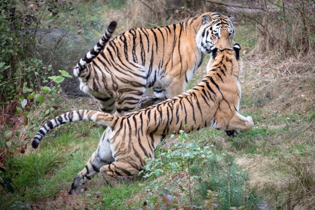 Wildpark Nindorf Tiger