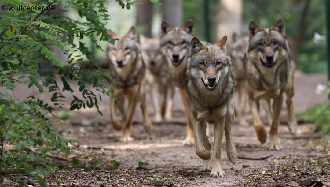 Wölfe im Wolfcenter Dörverden