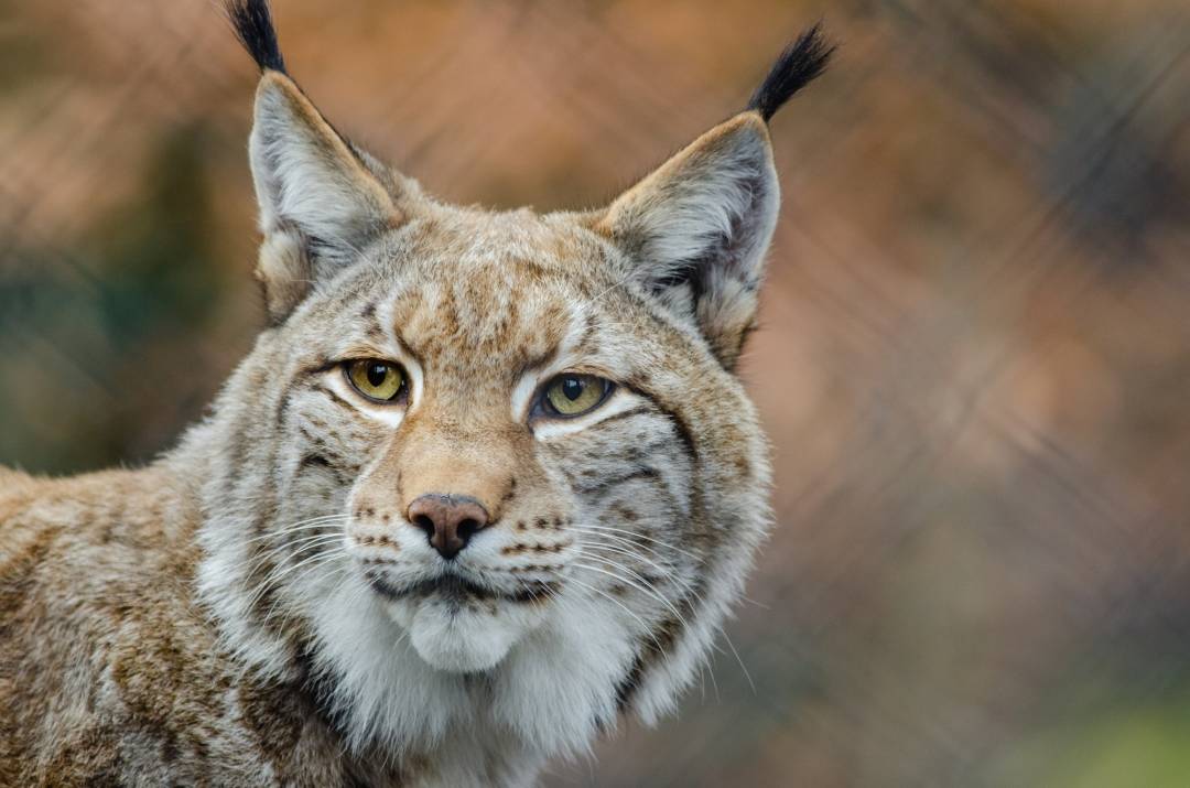 Wildpark Schwarze Berge Luchs