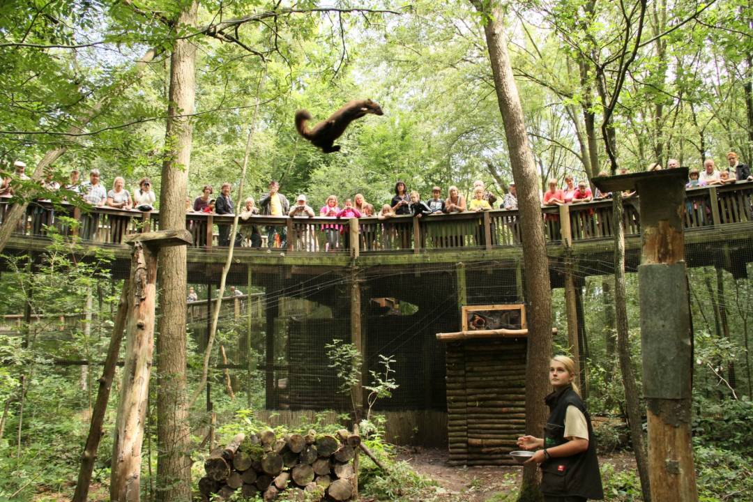 Otterzentrum Hankensbüttel Sprung