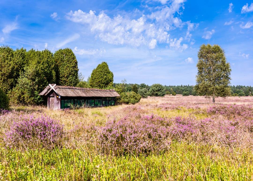 Vogelpark Region Heidebild