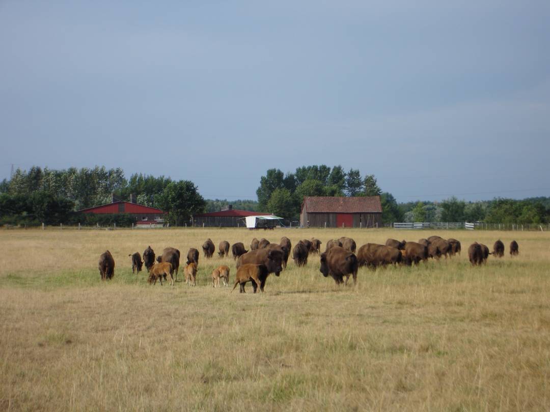 Bisonfarm Essel, Aller-Leine-Tal