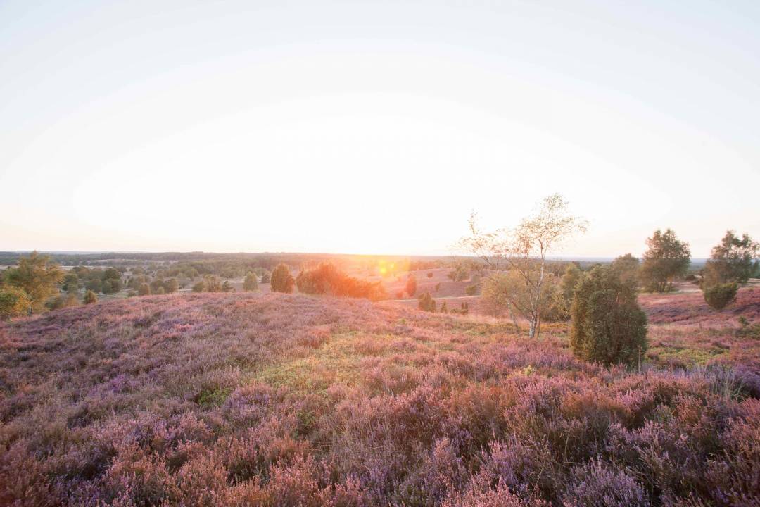 Naturpark Lüneburger Heide