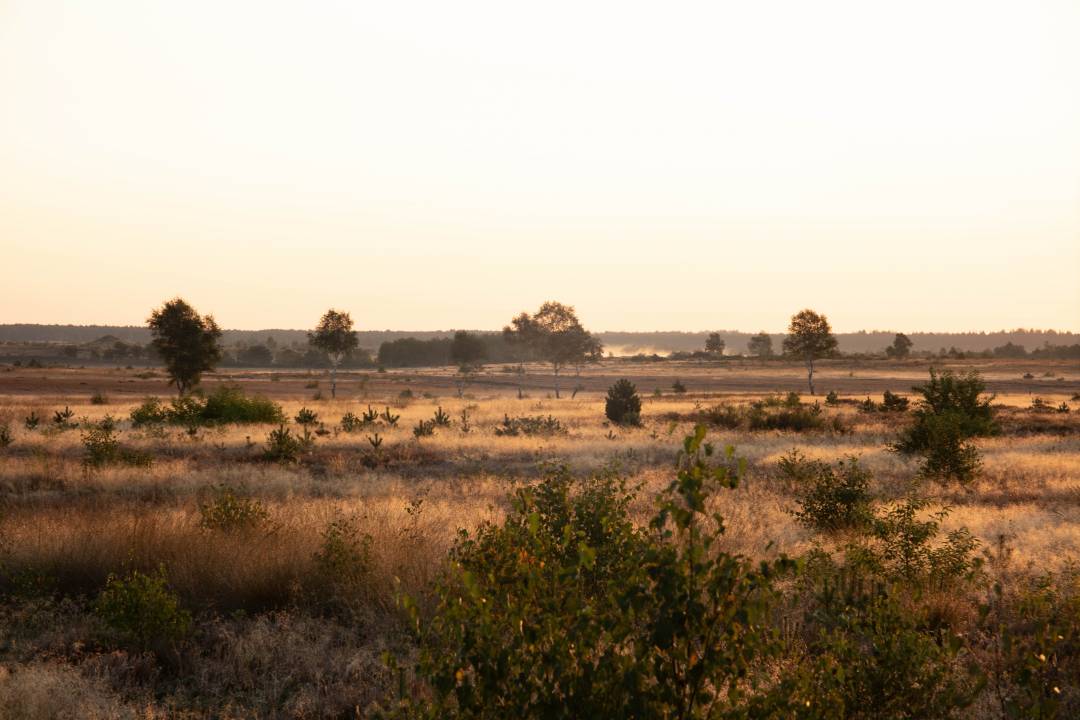 Dethlinger Heide bei Munster, Lüneburger Heide