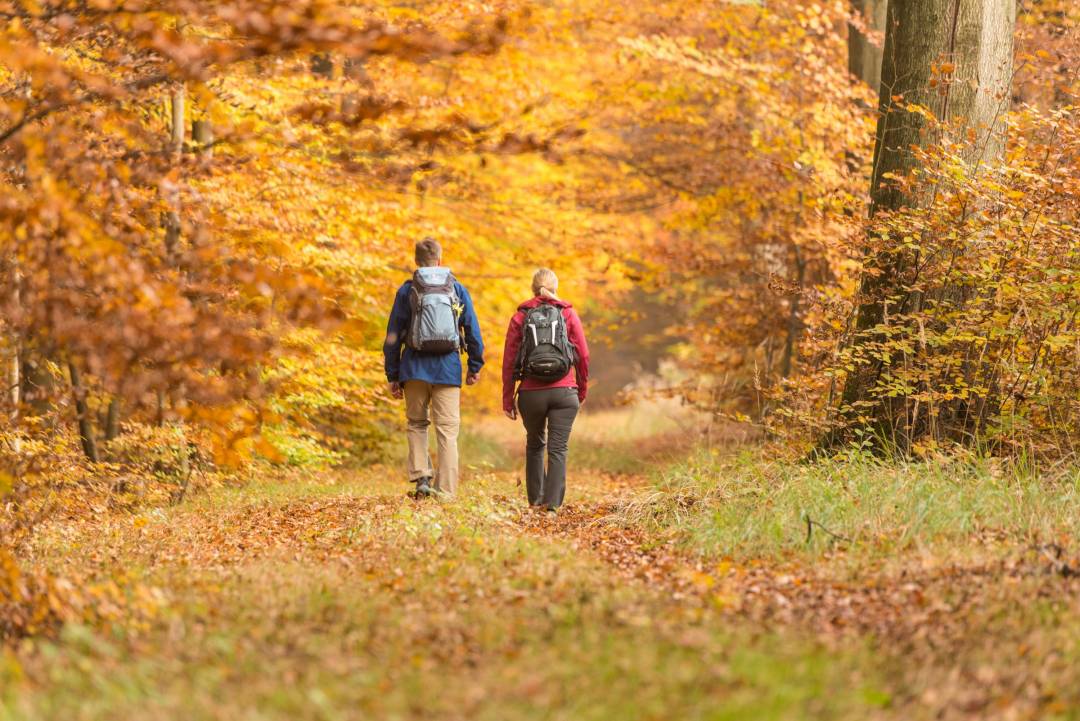 Lüßwald bei Unterlüß, Naturpark Südheide