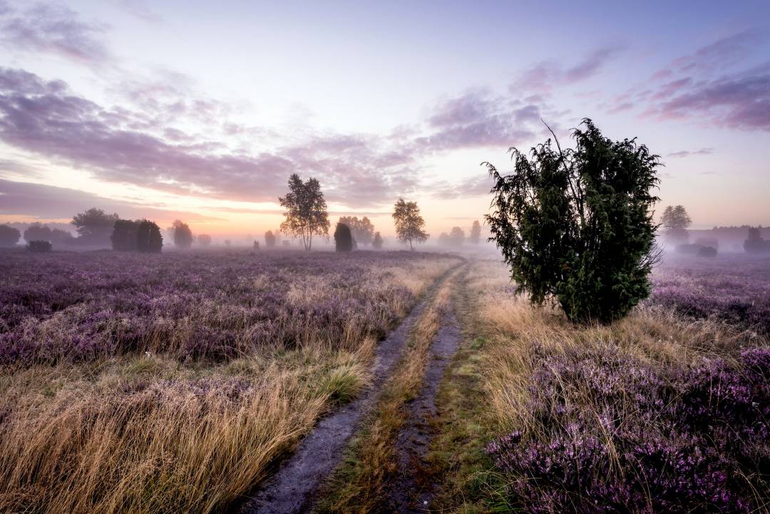 Wacholderheide Lüneburger Heide