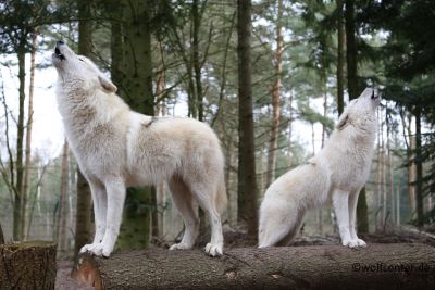 Dala und Kimo aus dem Wolfcenter