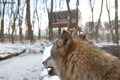 Wolf im Schnee im Wolfcenter Dörverden