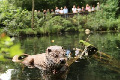 Flugshow im Wildpark Schwarze Berge