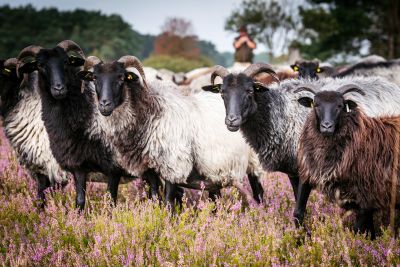 Heidschnucken in der Lüneburger Heide