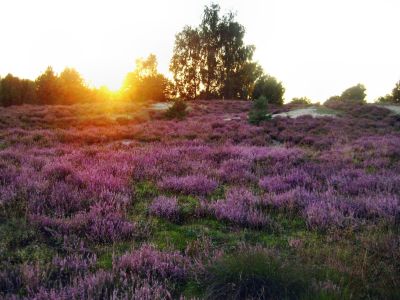 Lüneburger Heide