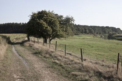 Wanderweg bei Schwarmstedt