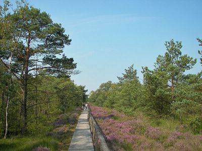 Pietzmoor bei Schneverdingen