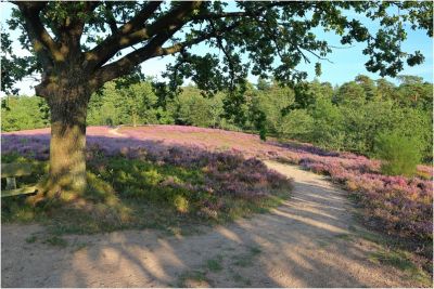 Egestorf, Am Auberg, Urlaubsort Lüneburger Heide