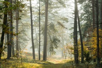 Nadelwald im Naturpark Südheide