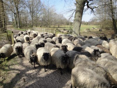 Heidschnucken Lüneburger Heide