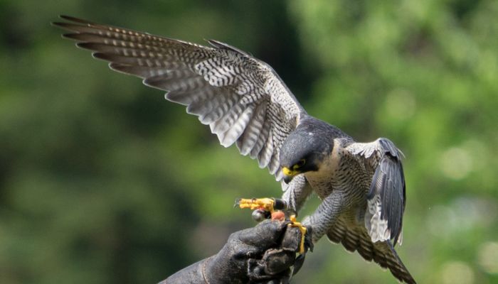 Vogelpark Walsrode Flugshow