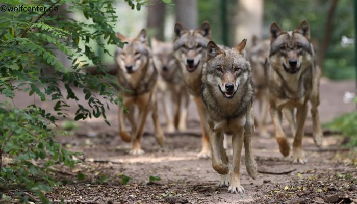 Wölfe im Wolfcenter Dörverden