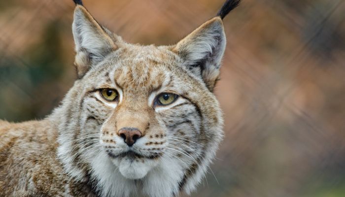 Wildpark Schwarze Berge