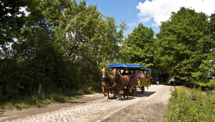 Kutschfahrten Meyer Ausfahrt