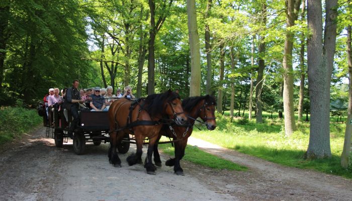 Kutschfahrt vom Ferienhof Heins