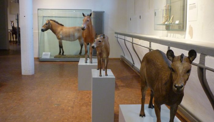 Deutsches Pferdemuseum, Verden