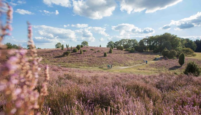 Lüneburger Heide, Bispingen-Touristik e.V.