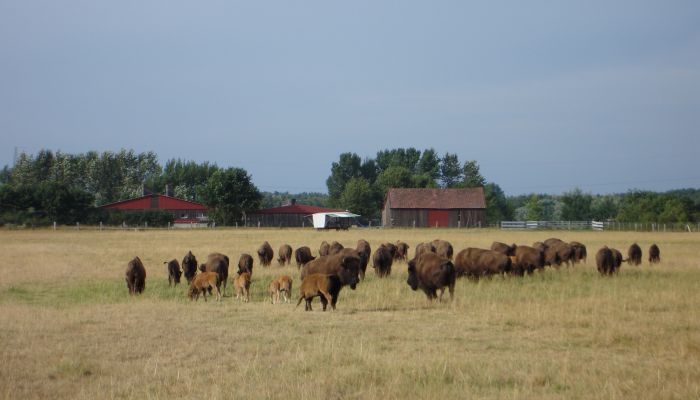 Bison-Farm Essel, Aller-Leine-Tal