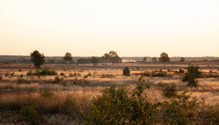 Dethlinger Heide bei Munster, Lüneburger Heide