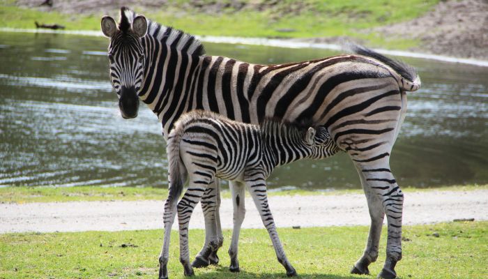 Serengeti-Park Hodenhagen