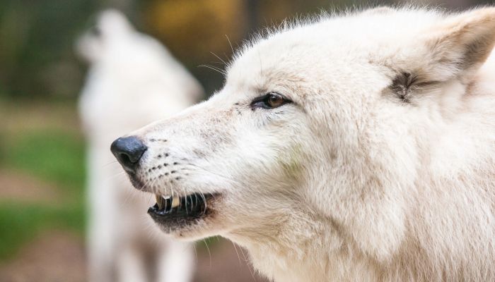 Wildpark Lüneburger Heide, Nindorf