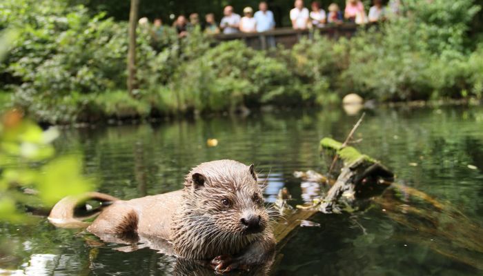 Otter-Zentrum Hankensbüttel (Jan Piecha)