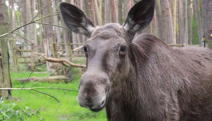 Wildpark Müden